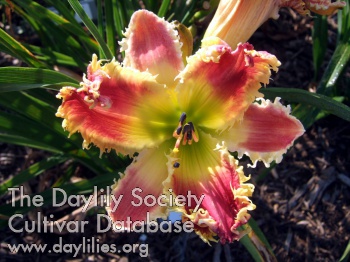 Daylily Body Snatchers